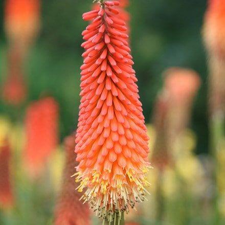 raketblomst__kniphofia_royal_standard