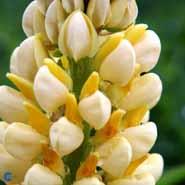 lupin__lysegul__lupinus__chandelier_