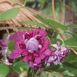 clematis__viticella__purpurea_plena_elegans__rødviolet_bordeaux__leveres_med_potte__småblomstrende__mp-34_