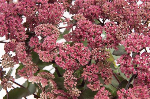 stenurt__sedum_telephium_seduction_hot_rose_dark_stems