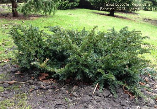 taks__repandens__krybende__1520_cm_med_potte_eller_klump__taxus_baccata_repandens__