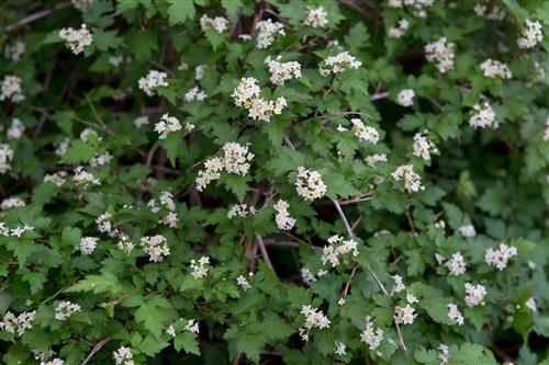 kransetop__1025_cm_med_potte__stephanandra_incisa_crispa__