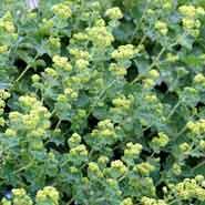 løvefod__lodden_løvefod__grøngule__alchemilla_mollis__