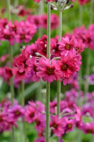 primula_pulverulenta