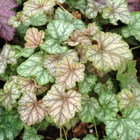 alunrod__heuchera_mint_frost