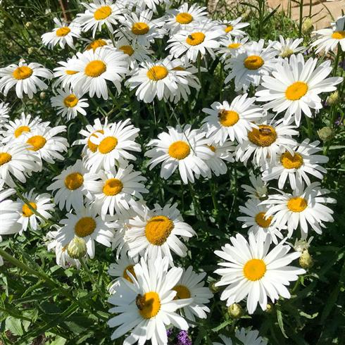 marguerit__leucanthemum_silberprinzessche