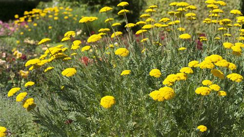 rØllike__achillea__filipenudulina__parkers_variety_