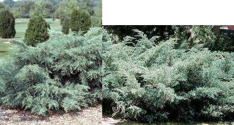 enebær__kinesisk__1525_cm_med_potte_eller_klump__juniperus_chinensis_pfitzeriana_glauca__