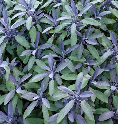 salvie__salvia_officinalis_purpurascens