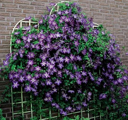 clematis__viticella__venosa_violacea__dybviolet_med_lys_midte__leveres_med_potte__småblomstrende__mp-34__