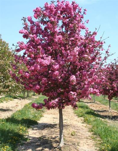 paradisæble__cardinal__rosa_blomster_og_røde_bæræbler__malus__