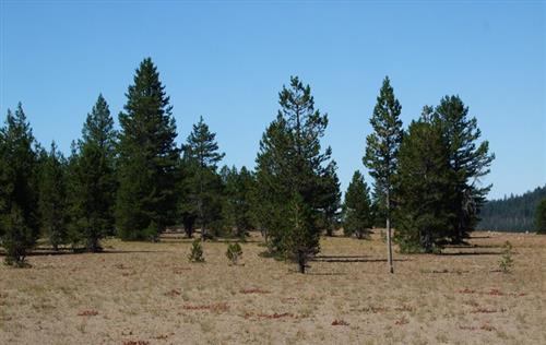 klitfyr__pinus_contorta_latifolia_