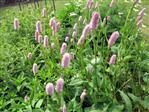 Urt - Persicaria Stauder