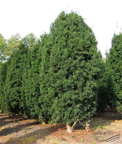 taks__hicksii__pyramideformet__taxus_media_hicksii__