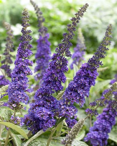 sommerfuglebusk__empire_blue__2050_cm_med_p9_potte__buddleja_davidii_