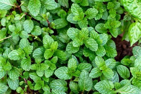 mynte__mentha_species_