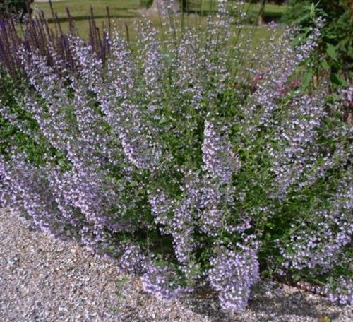 bjergmyntehedemynte__calamintha__nepeta__blue_cloud_