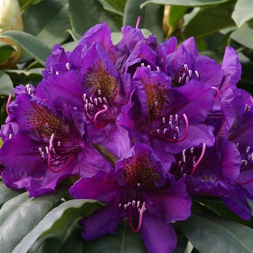 rhododendron__marcel_menard__purpurlilla__1525_cm_med_potte__mp-35_