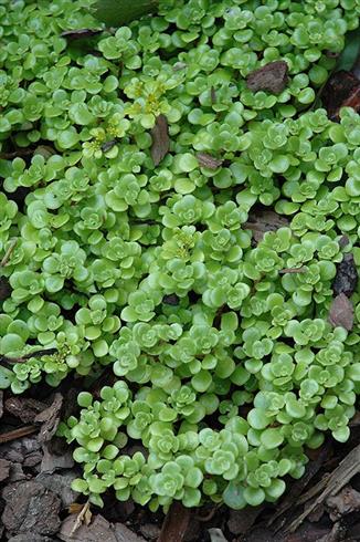 stenurt__sedum_makinoi