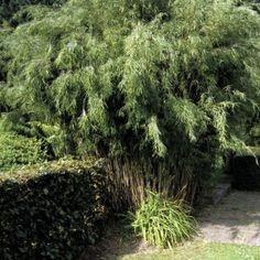 bambus__pemo_trifina__sort_bambus__haveplanter_hegnsplanter_hæk__fargesia_murielae_pemo_trifina__