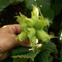 hasselnødder__corylus_nottingham__5080_cm__leveres_barrodet__frugtbusk__med_2-3_cm_store_brune_nødder__modnes_når_de_er_9-10_måneder__corylus_nottingham__