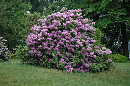 rhododendron__grandiflorum__violet__