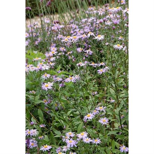 pudeasters__aster__ageratoides__asmo_