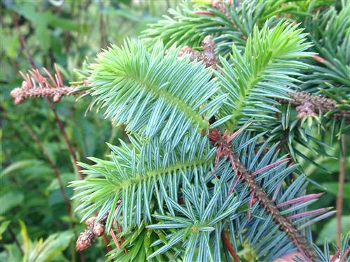 sitka__picea_sitchensis__