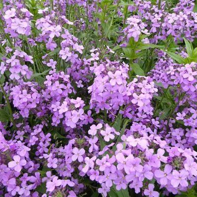 natviol__hesperis_matronalis