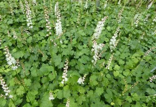 sølvlys__actaea_japonica_cheju-do