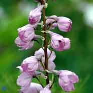 ridderspore__lysviolette_blomster__delphinium__pacific_astolat_