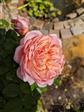 Engelsk rose Roser 