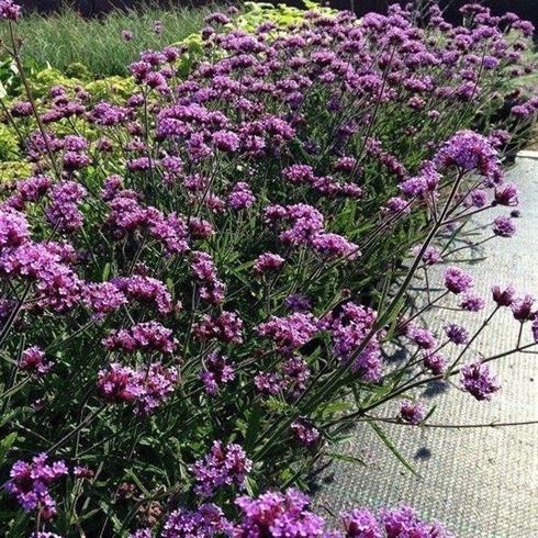 kæmpe_verbena__verbena_bonariensis_lollipop