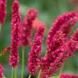 Urt - Persicaria Stauder