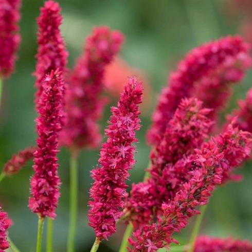 kerte-pileurt__persicaria_amplexicaulis_fat_domino