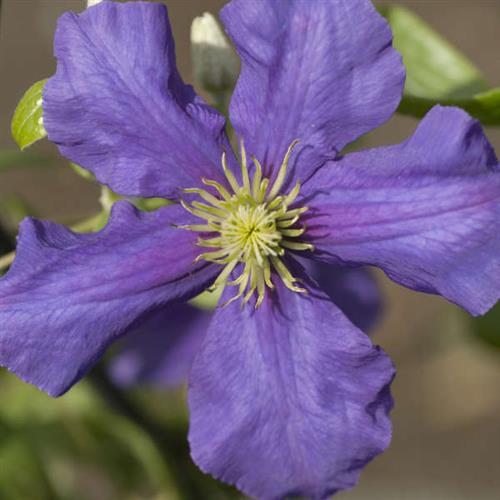 clematis__general_sikorski__dyb_blå_med_gule_støvdragere__leveres_med_potte__storblomstrende__mp-34_