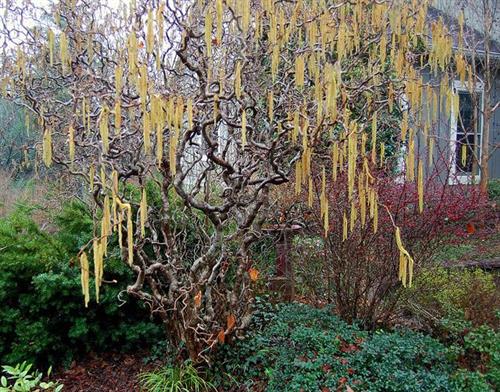 troldhassel__corylus_avellana_contorta_
