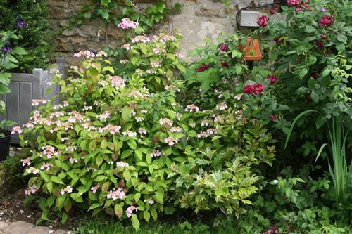 hortensia__rosalba__rosa__1520_cm_med_p9_potte__hydrangea_serrata__halv_fab__