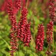 Urt - Persicaria Stauder