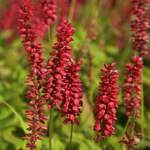 kerte-pileurt__persicaria_amplexicaulis_taurus