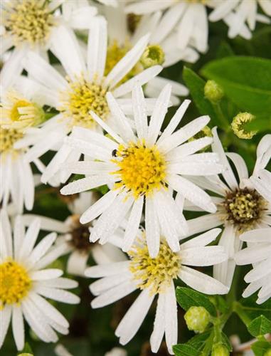 asters__hvide_blomster__pringlei_monte_cassino_