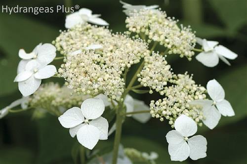 hortensia__radiata__hvid__hydrangea_arborescens__haveplanter_