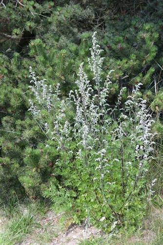 fransk_estragon__artemisia__vulgaris__