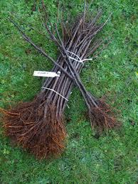 grundstamme__seljerøn__bornholmsk_røn__sorbus_mougeotii__6-10_mm__barrodet_
