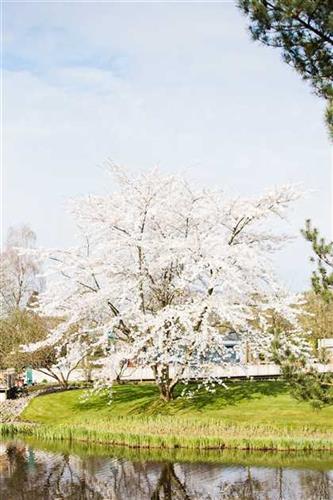 japansk_kirsebær__brilliant__5080_cm_med_p9_potte__prunus_kurilensis_
