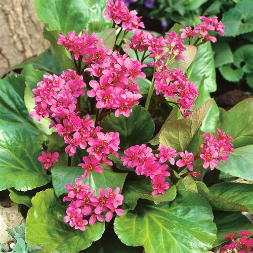 kÆmpestenbrÆk__bergenia__cordifolia__winterglöd_