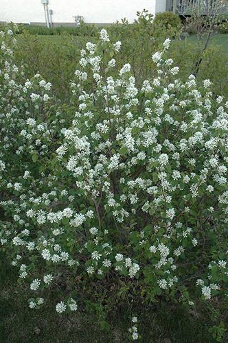 bærmispel__northline__5080_cm_med_potte__amelanchier_alnifolia__