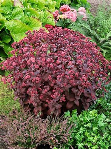 sankthansurt__sedum_telephium_xenos