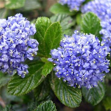 syren__amerikansk_syren__blå__dværg__2030_cm__med_potte___stedsegrøn__ceanothus_thyrsiflorus_var__repens__