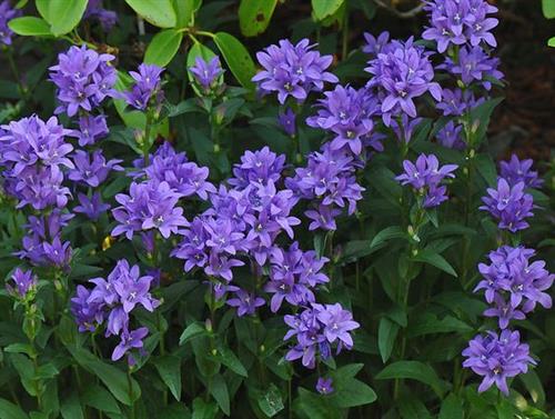 mÆlkeklokke__campanula__glomerata__speciosa_